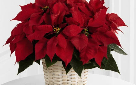 Stella di Natale (Poinsettia): indicazioni per far vivere al meglio, in casa nostra, questa pianta